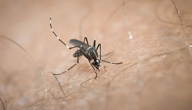 Παγκόσμια ημέρα κατά των Κουνουπιών: Σαν σήμερα ανακαλύφθηκε η αιτία της ελονοσίας